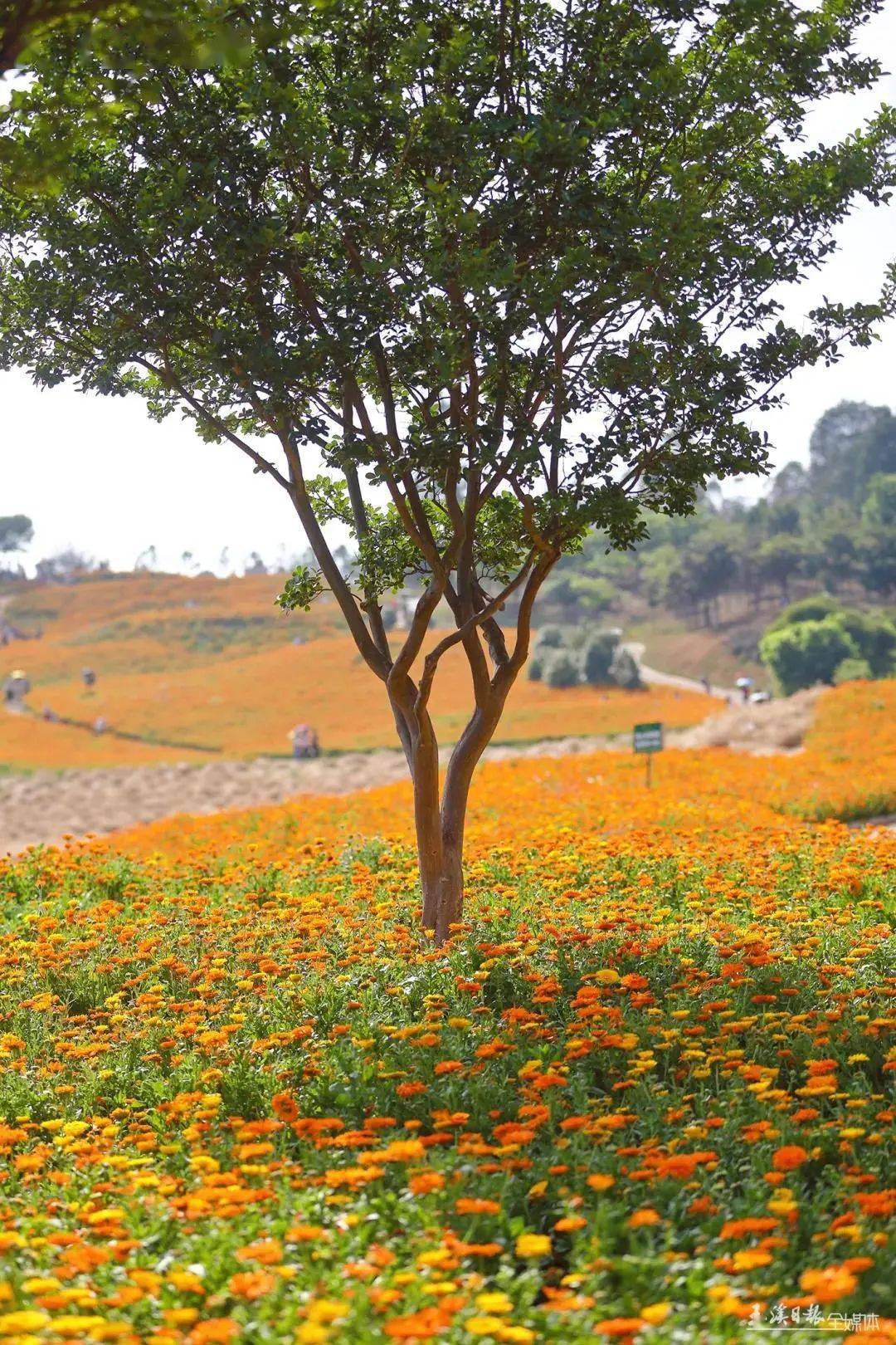 徜徉滇中植物园和漫步梁王山杜鹃花海你怎么选