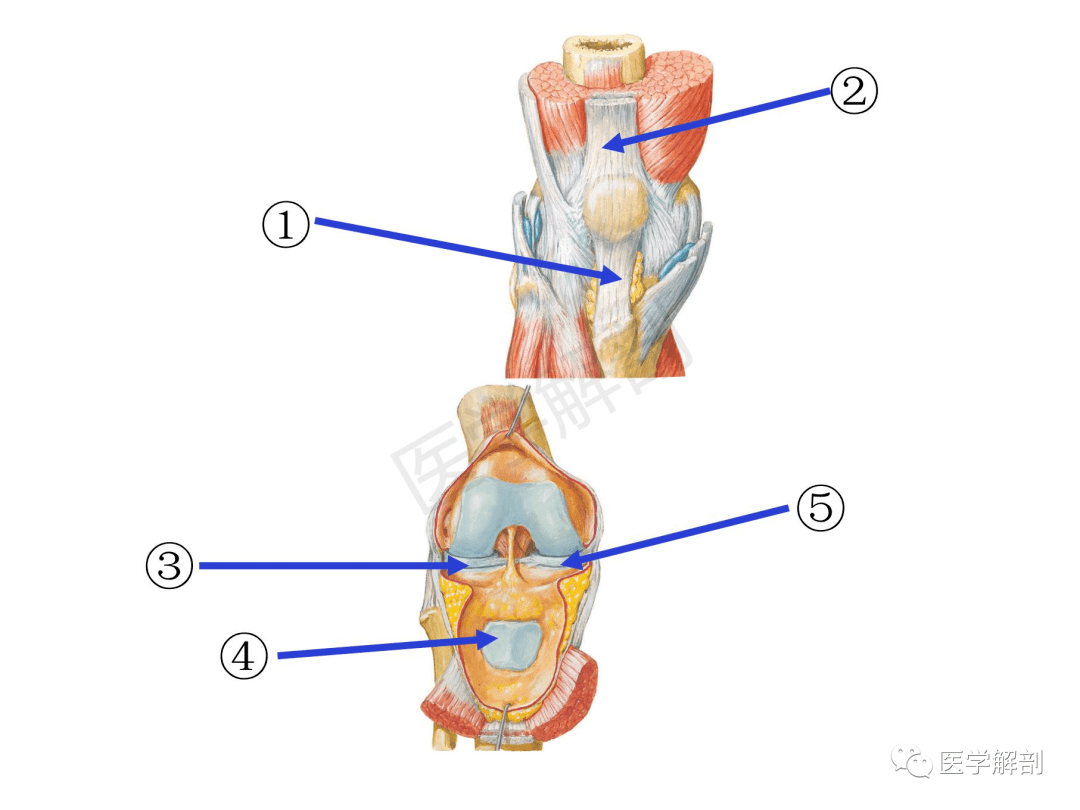 屈氏韧带的解剖位置图片