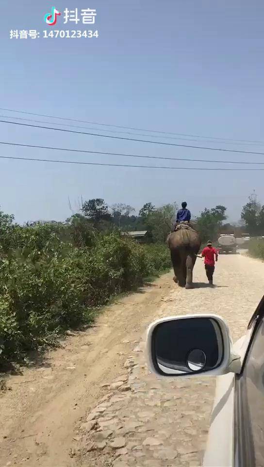 在缅甸经驯化的大象能帮助人们开荒筑路伐木搬运重物