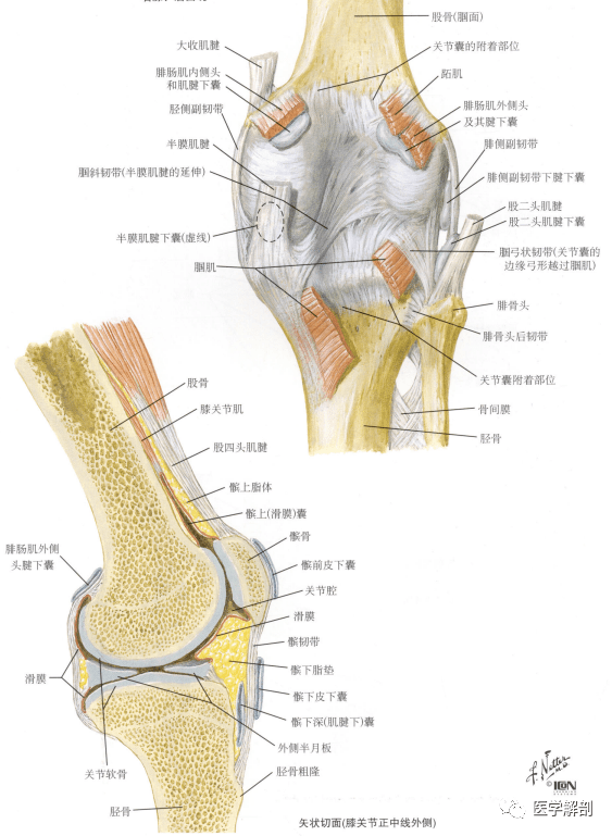 膝关节周围韧带解剖图图片