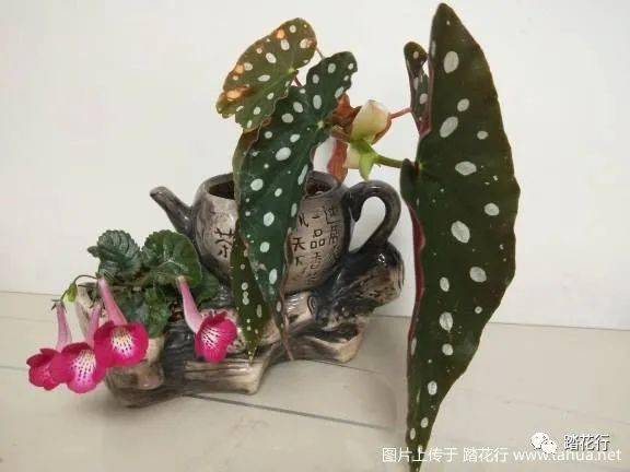 春欢·喝茶篇（70张美图首次发布）