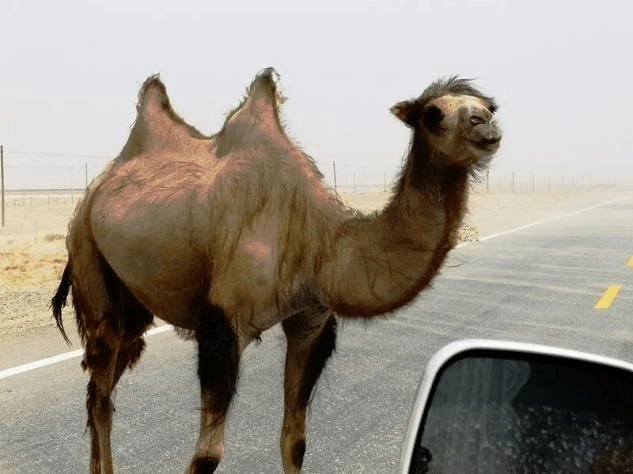 事实上,被认为是中国家养双峰骆驼camelus bactrianus祖先的野双