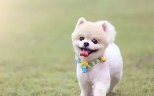 如果你是上班族 建议你养这7种狗狗 真的是太省心了 因为