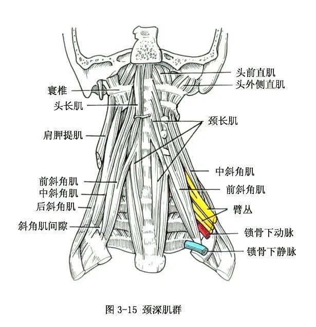 系统解剖线条绘图骨骼肌