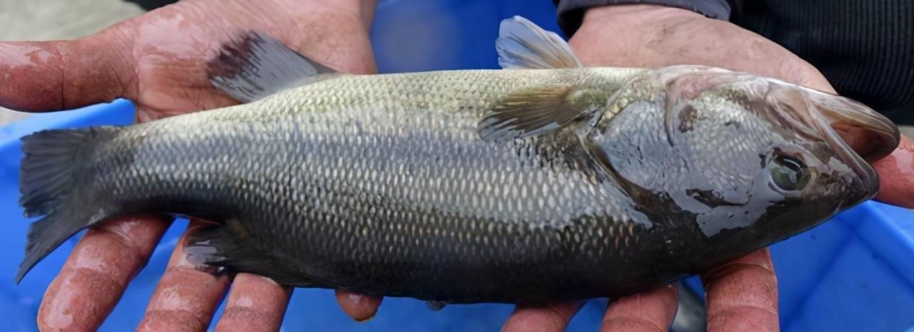 加州鲈饲料选择,总有一款适合你!你真的选对了吗?_养殖
