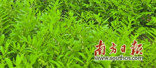 在星子镇的东红,马水,联西等村委会,几乎家家都种植中草药玉竹.