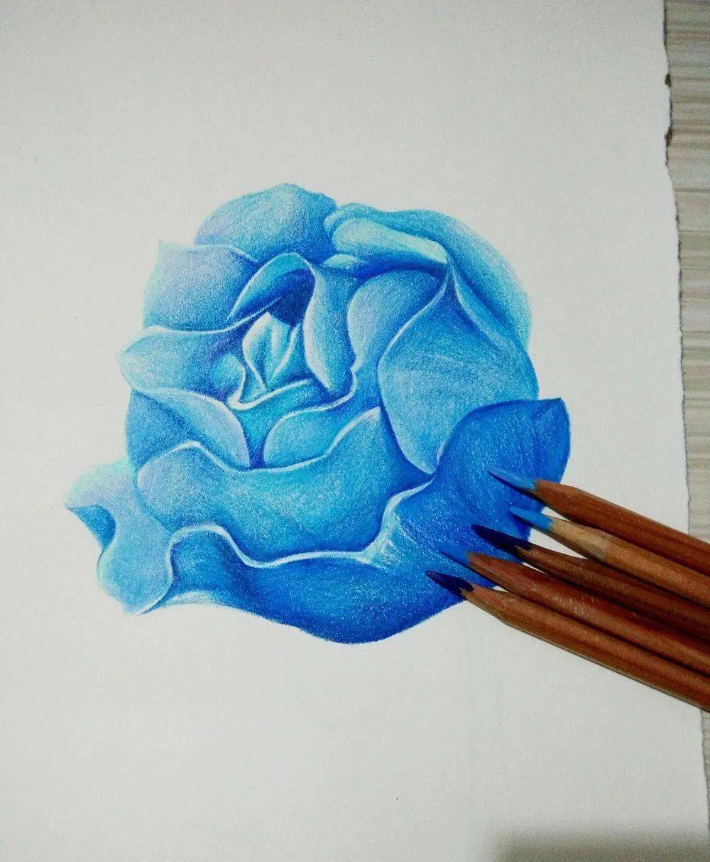 彩铅教程教你如何画一朵蓝色妖姬