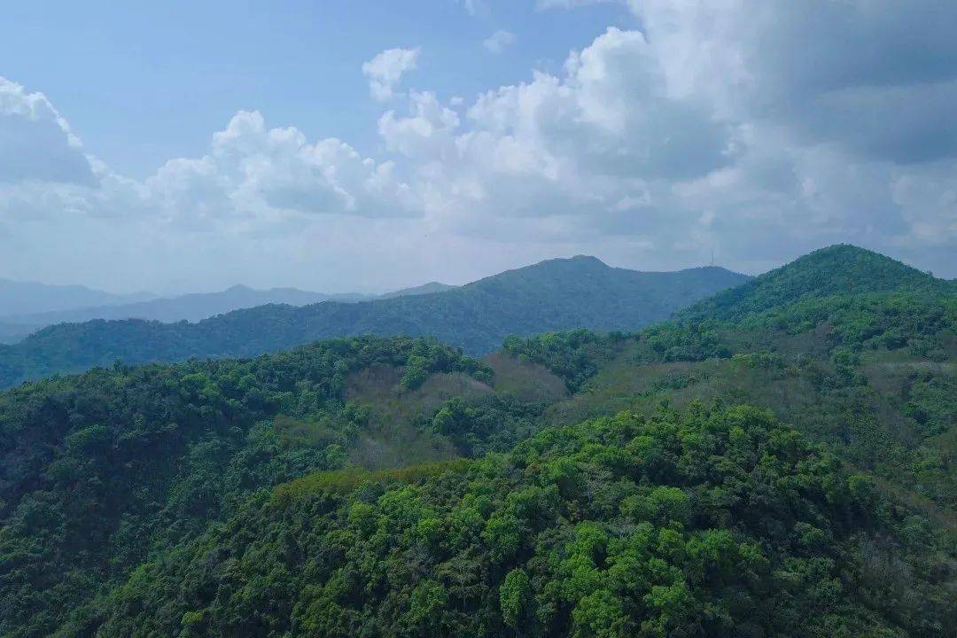 这份"五一"出游指南,请收好!一起来探索不一样的五指山市_梯田