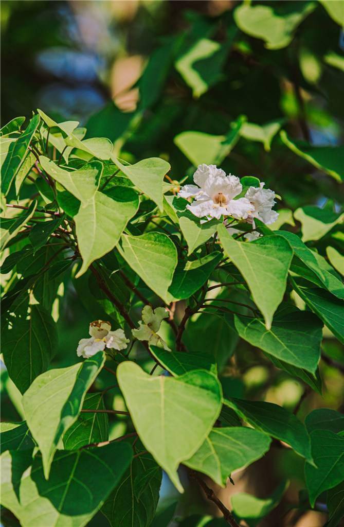 辰山植物园网红孤独的树花绽春末