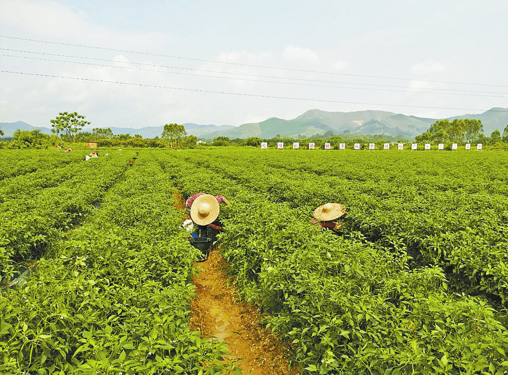 罗定市太平镇泷州古城人文太平