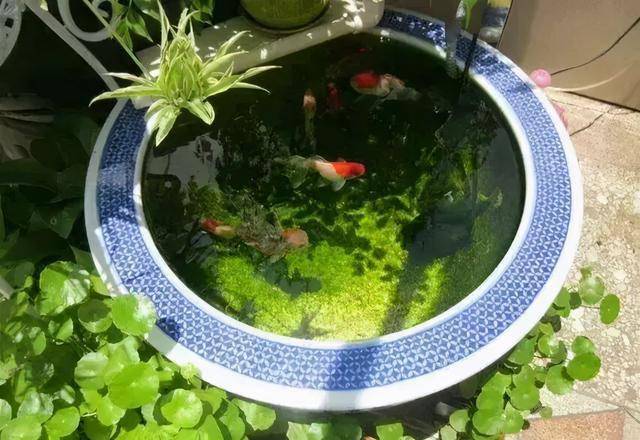 树木也有的人用它们装饰庭院有些人开始喜爱这样的民俗收藏时过境迁