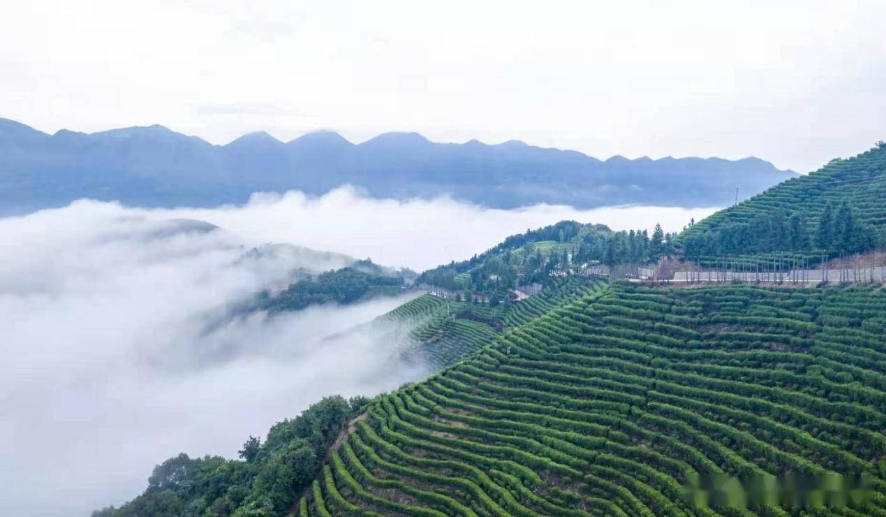 漢中市西鄉縣堰口鎮:名山 秀水 花海 綠茶美如畫