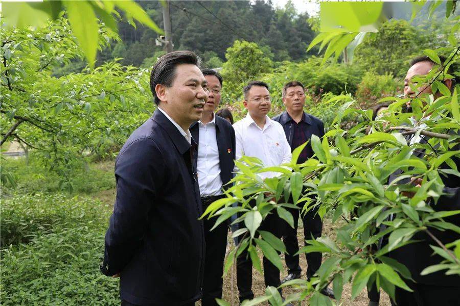 在桥头乡天门郡莓茶基地,漫山莓茶长势喜人,祝云武一行来到基地,参观