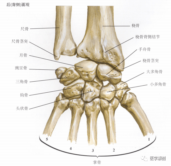 尺桡骨关节解剖图图片