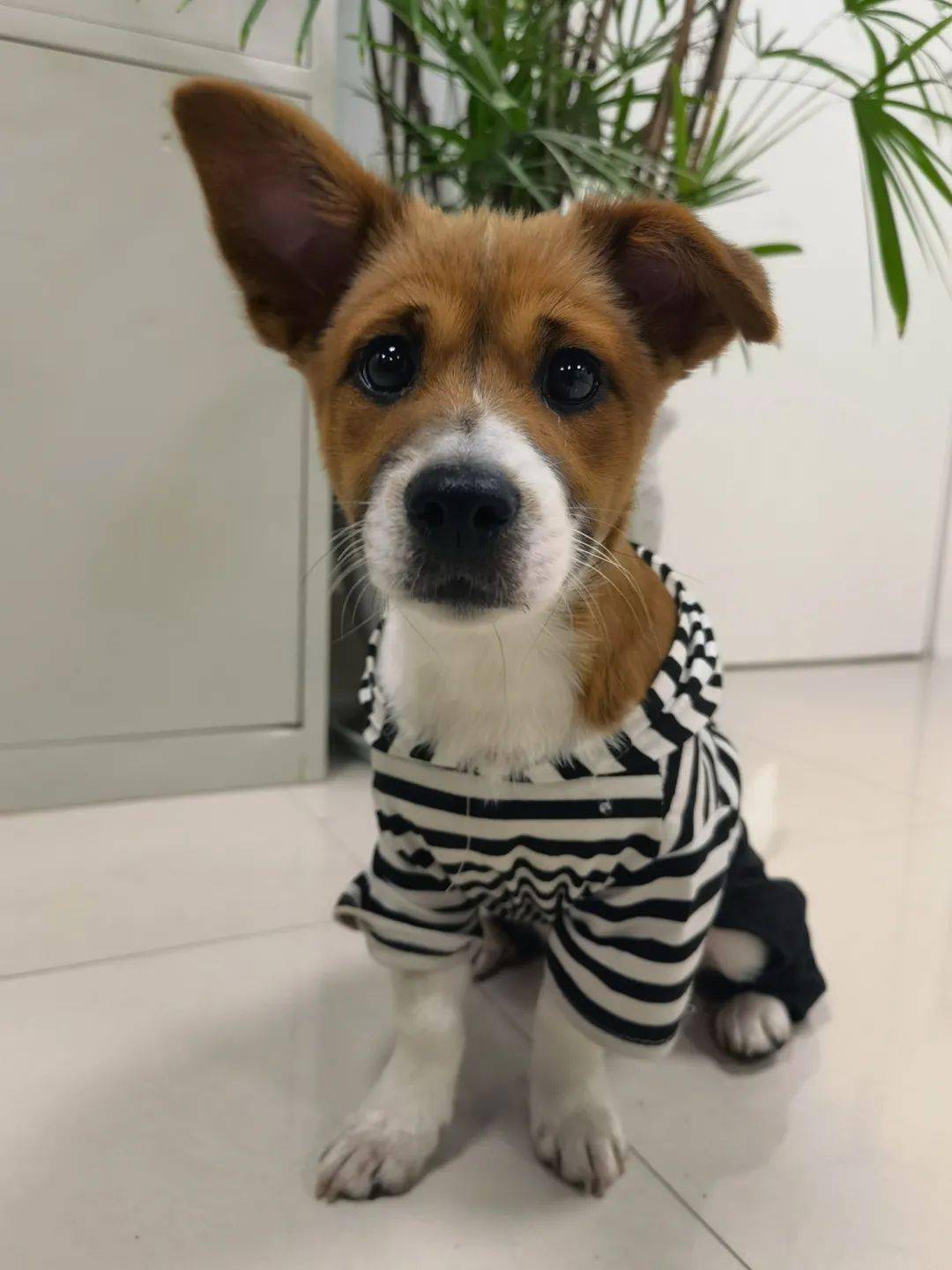 2021年5月1日穿着黑白条纹的走失狗狗找主人啦