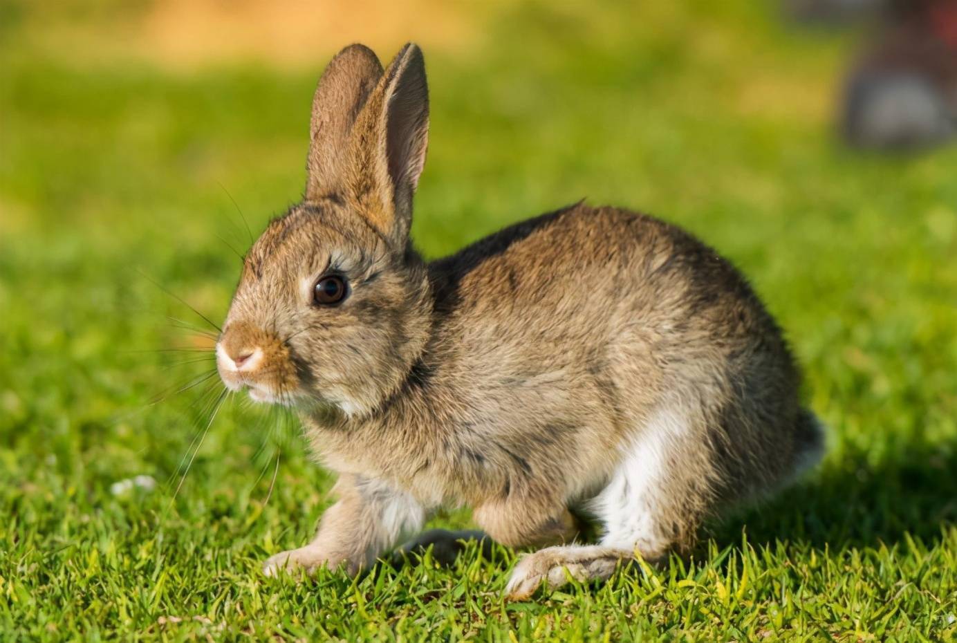 为什么兔子没有马大简单的问题让科学界头疼如今终于找到答案