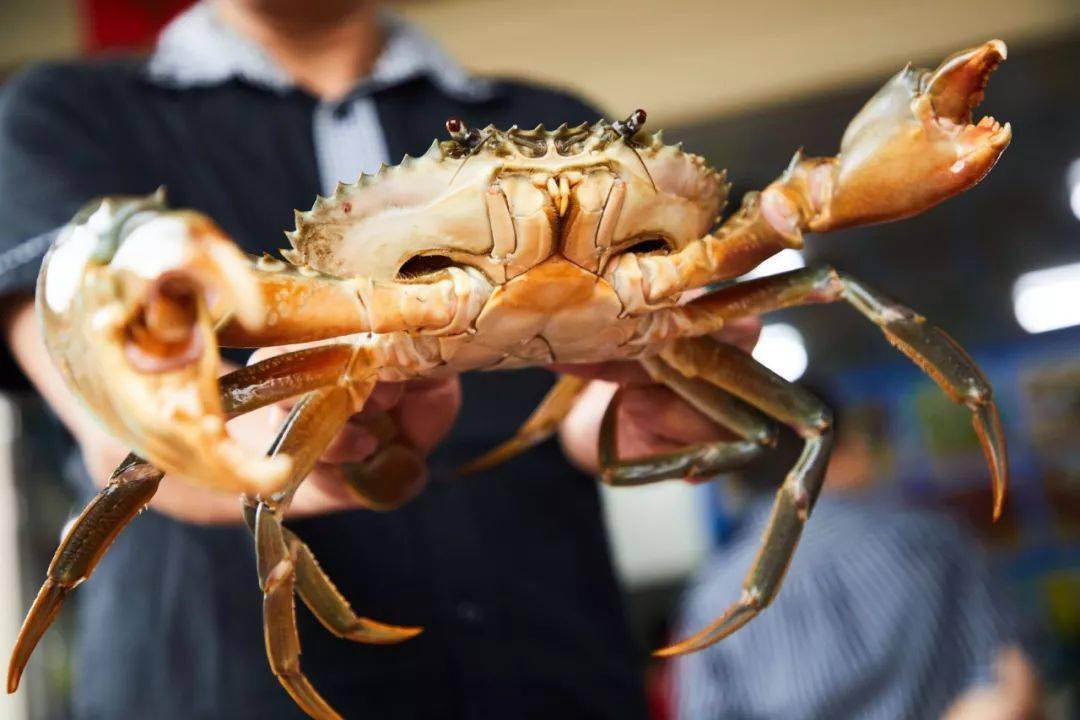 钳子跟人手一般大的青蟹,活脱脱"青蟹灭霸",吃起来却格外水灵,直接