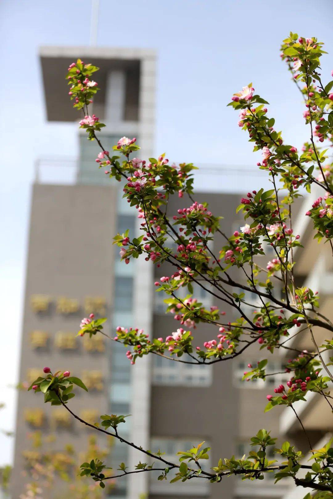 再见!春天 ~ | 校园春景第五辑