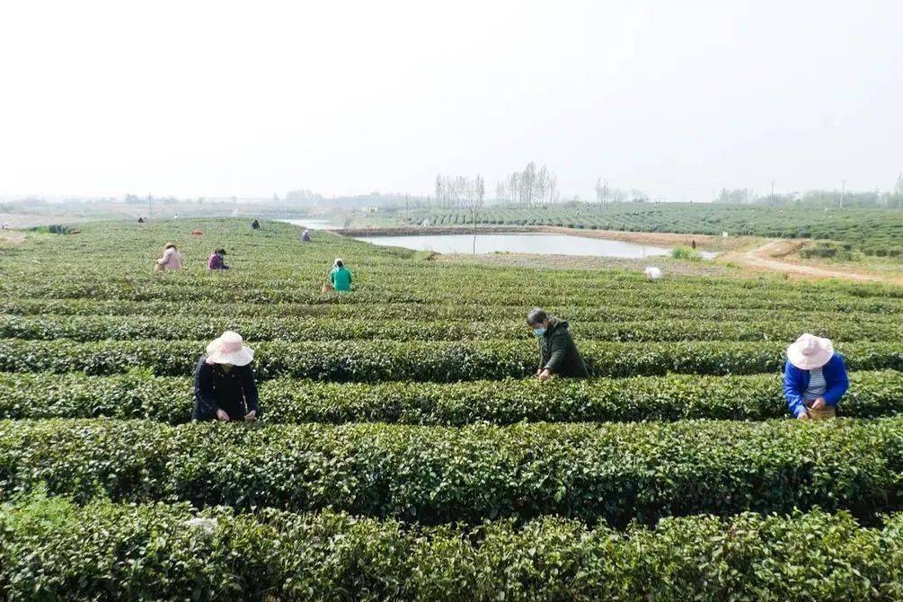 乡村振兴安陆市木梓乡发展绿色循环农业助力乡村振兴