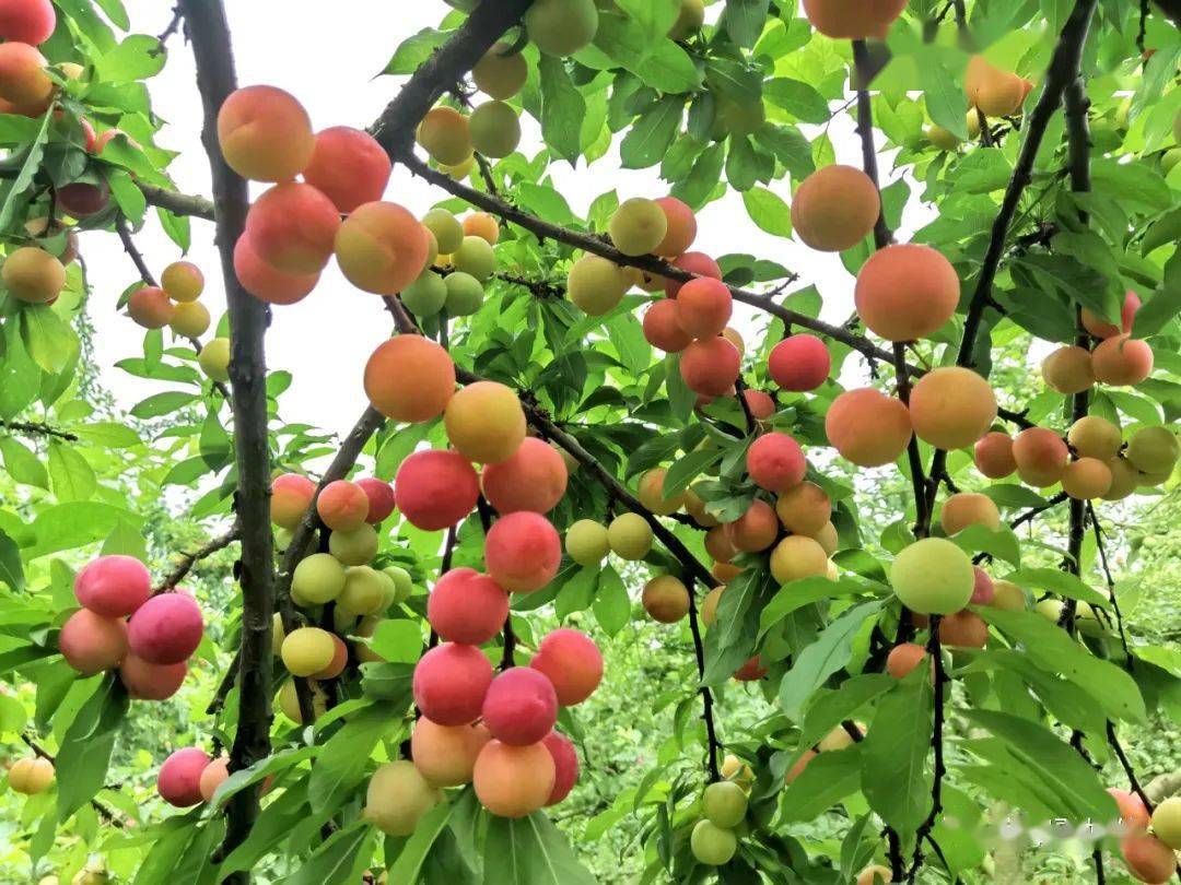 假期告急快一起到宾阳享受酸酸甜甜的假期
