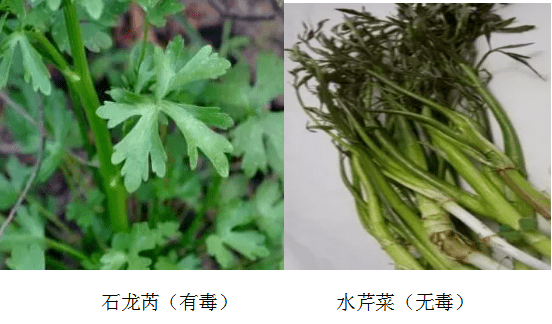 踏青野菜莫乱采不知不识莫乱吃