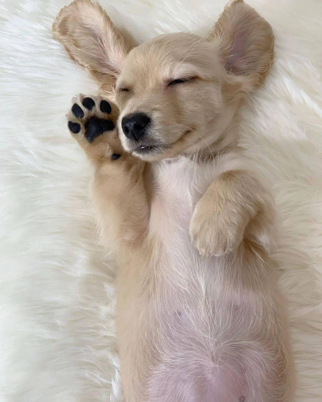 心情不好就来看看小奶狗乖巧安静的睡颜整个人都被治愈了