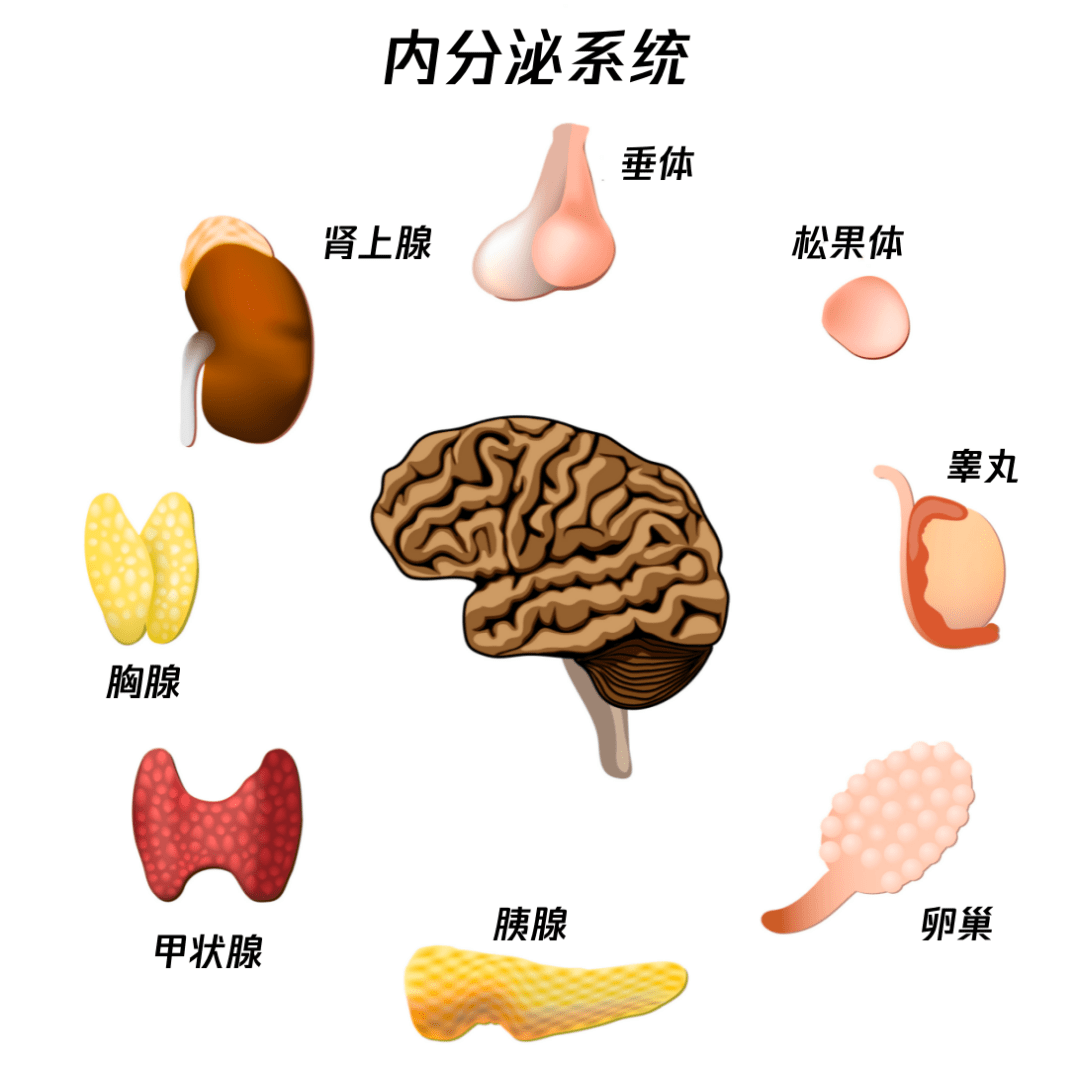 胰岛,肾上腺,性腺等多个腺体,以及分布在其他器官的内分泌组织和细胞