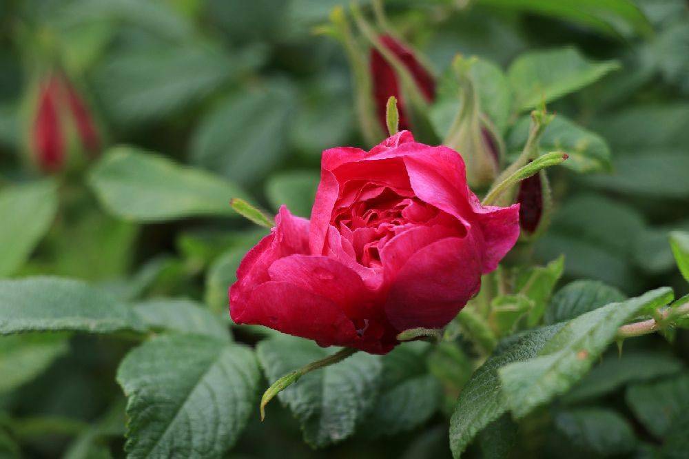 夏日走来,铿锵玫瑰