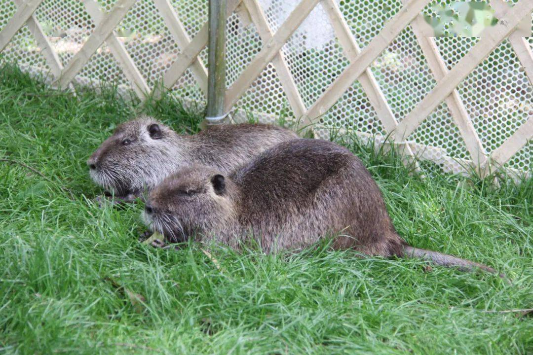 逗仓鼠78 骑小马78投壶78逛画展78汉服秀78花漾寻宝78