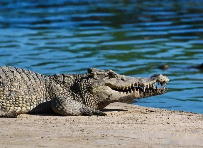 動物園中一隻流浪貓闖入鱷魚地盤,被鱷魚一口咬住,其它的貓不敢靠近