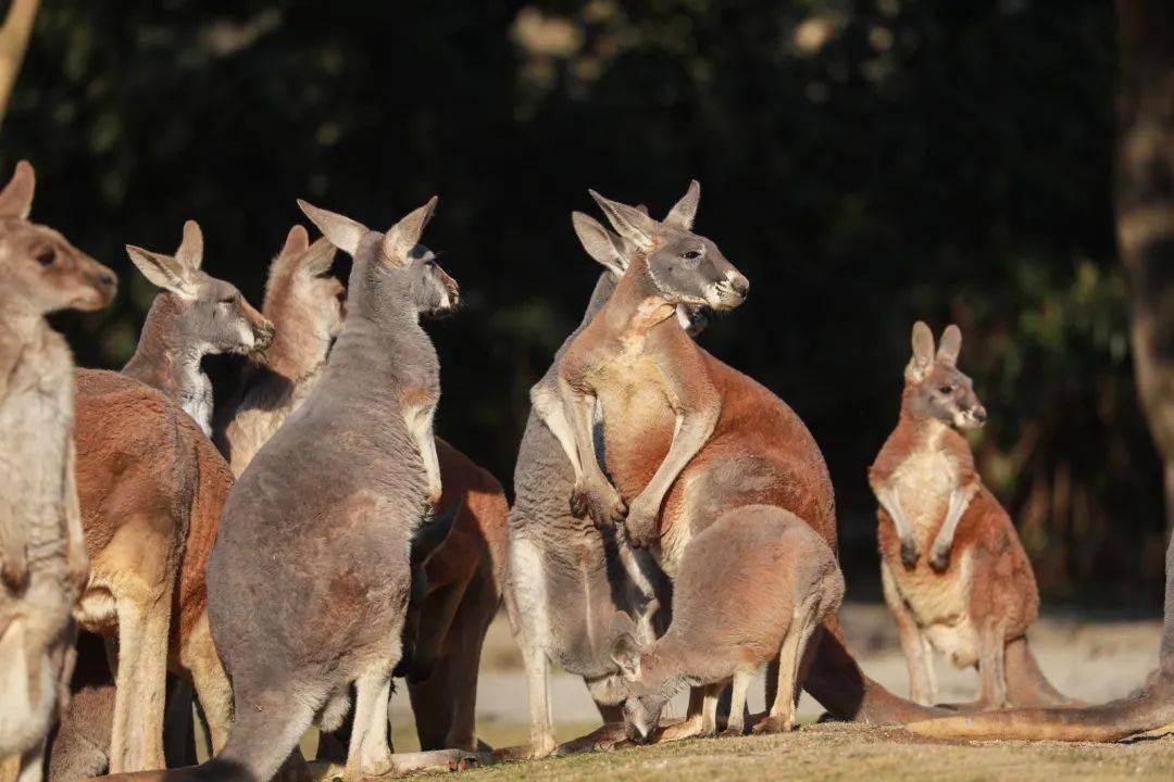 每逢佳节胖三斤,动物"健身"有妙招!_运动