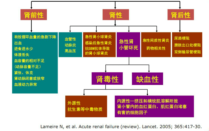 急性肾损伤的早期诊断