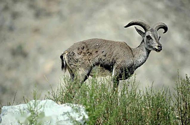 国家二级重点保护野生动物岩羊出没道孚