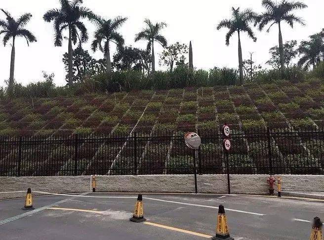 選擇植物種類時,要注意保持生物多樣性,營建喬,灌