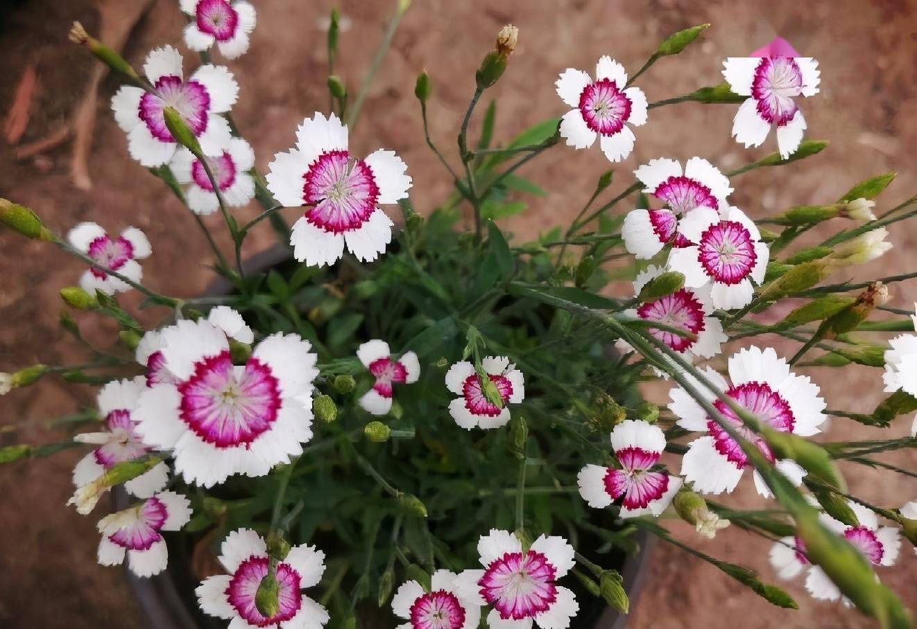 注意2点,分枝多开花多花期长,花繁色艳