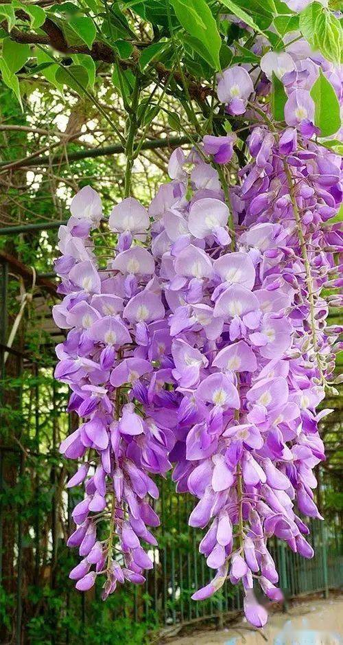 紫藤花开 绝美 深谷