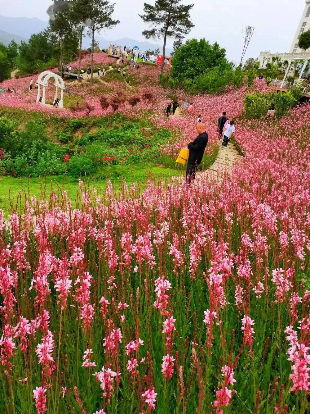叮咚多处花海上线广元人的朋友圈将被ta们承包