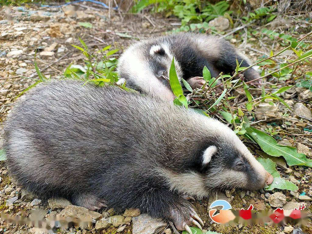 级自然保护区白河管理站救助了2只野生猪獾▲2020年9月30日15时36分