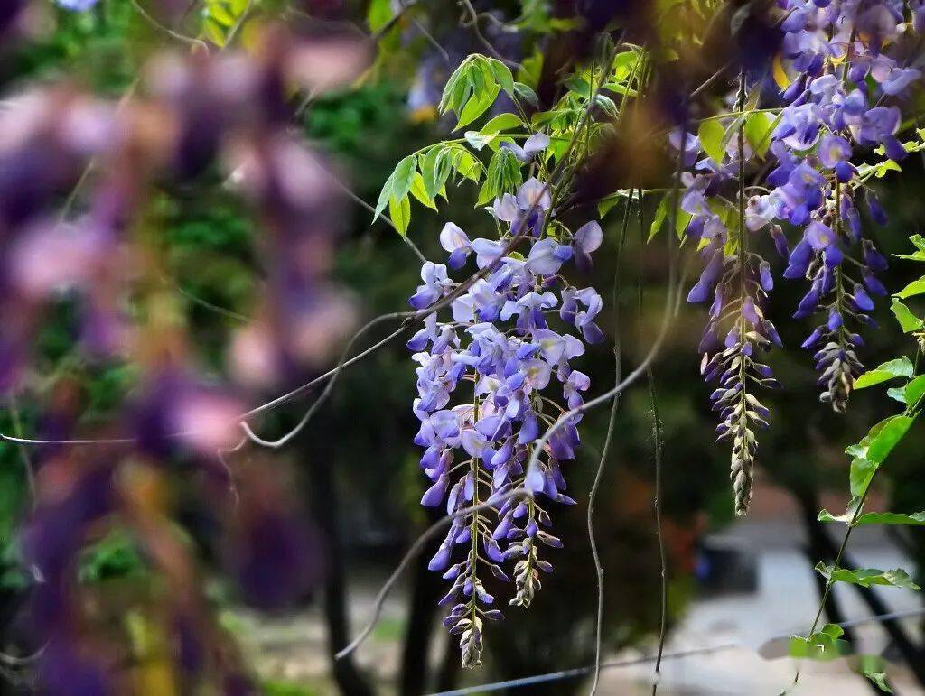 秋天成熟时 那又是一个好玩儿这豆荚会长得又长又宽 好大只花总会落的