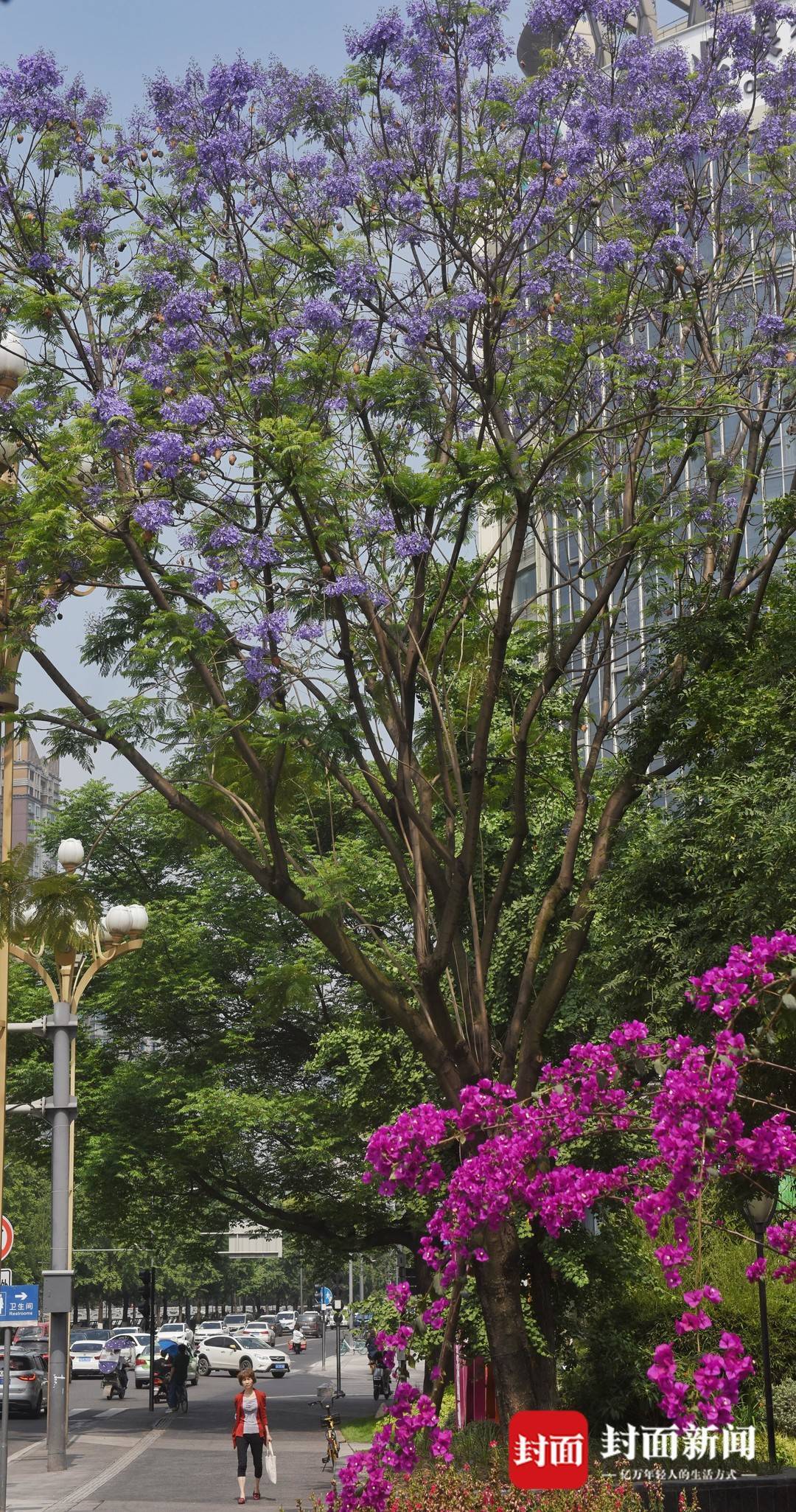 初夏的成都街头蓝楹花悄然开放太美 图集 种植