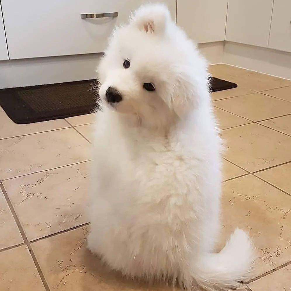 萨摩耶宝宝,咋个个都这么可爱!_颜霸