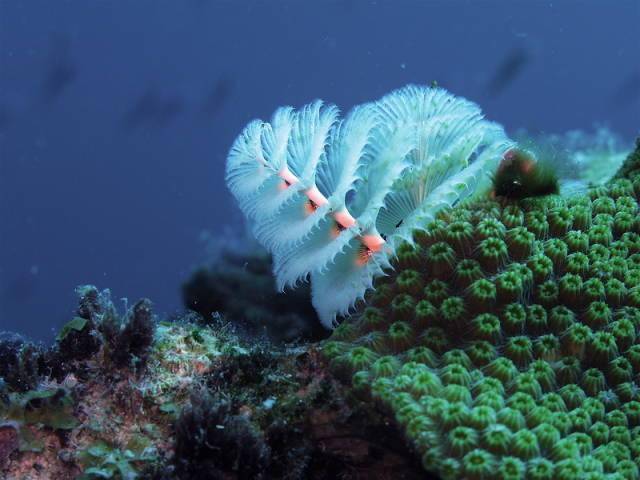 美麗的海底生物