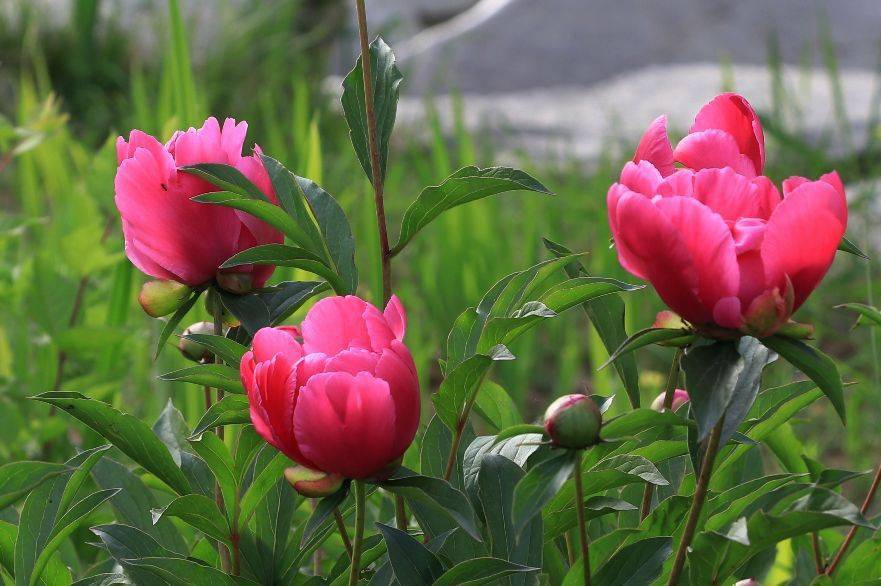 九幅精美芍药图