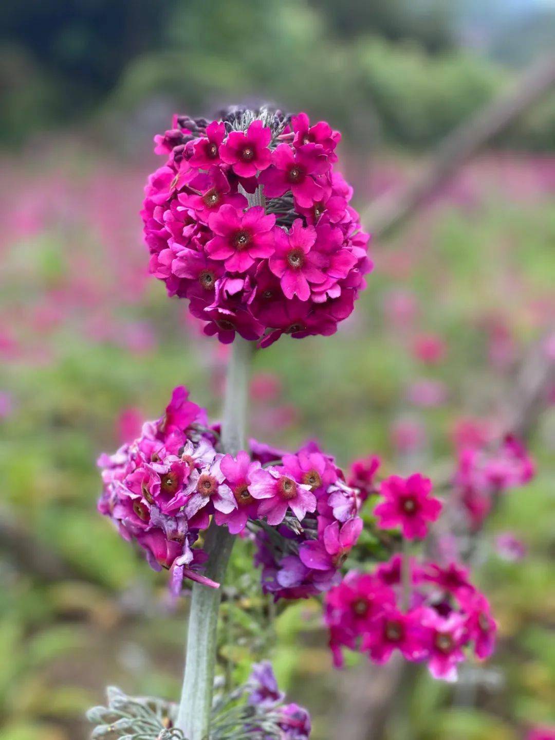 约起来乐山这里的转转花开了错过等明年