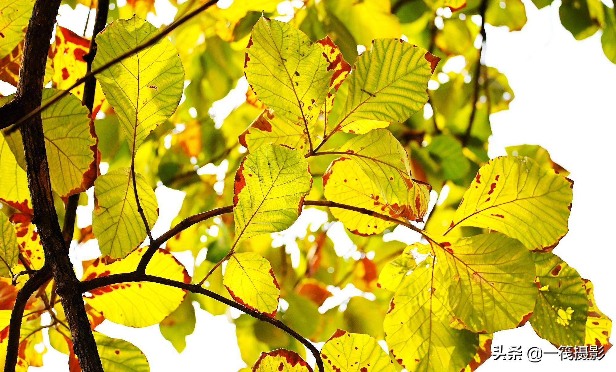 长在广州的柚木叶儿也可以这么美