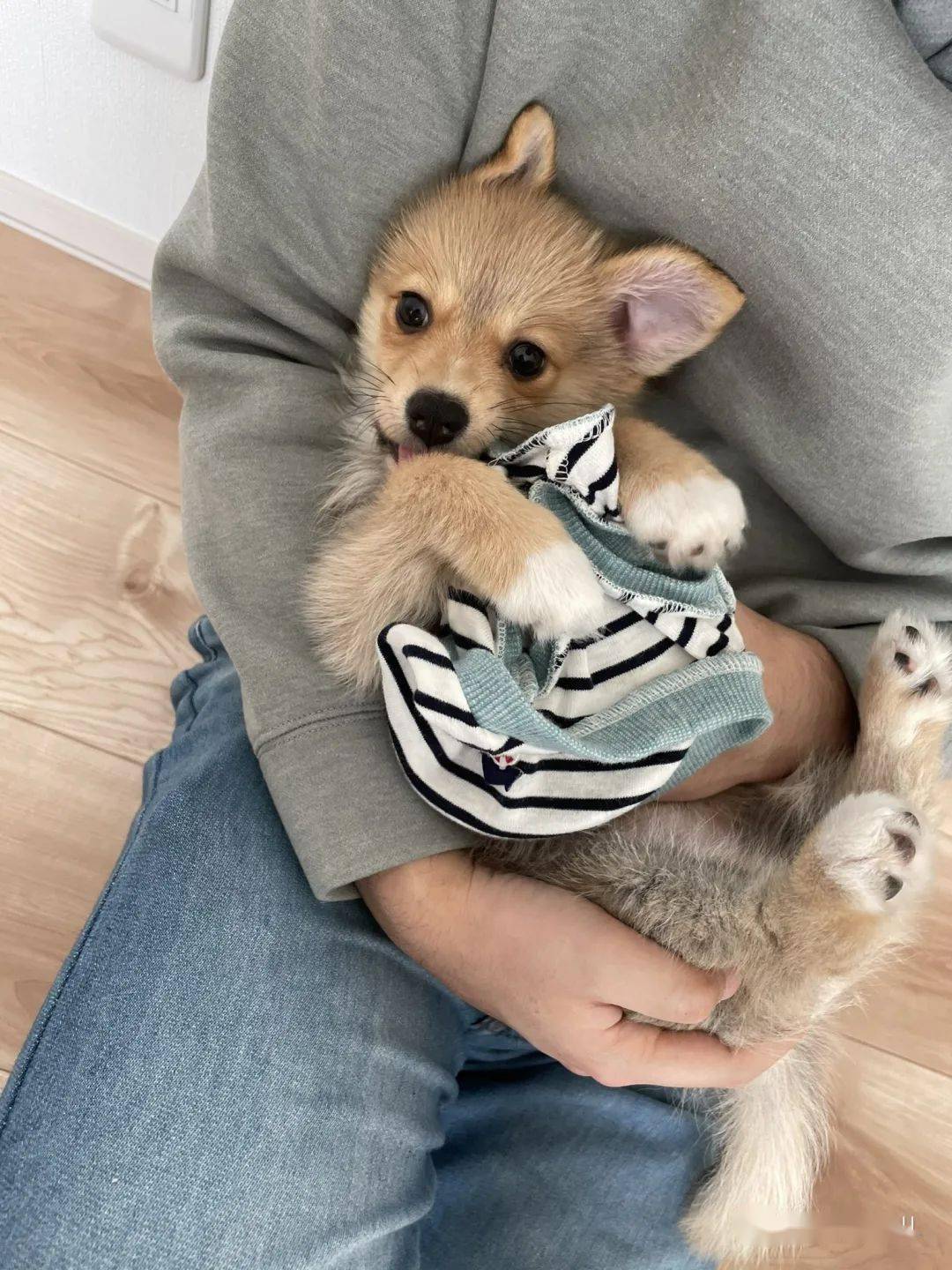 柯基 甲斐犬 狗子长成了熊的模样 柯基的小短腿基因 真的太强了 Kuma 柯基 甲斐犬 狗子长成了熊的模样 柯基的小短腿基因 真的太强了 Kuma