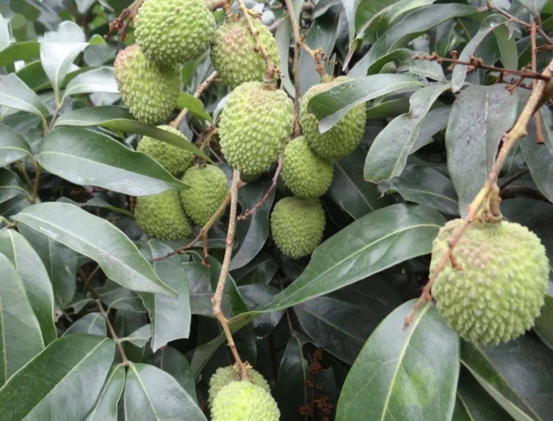 荔枝叶绿更健康,谢花干净不沤花,减少病害的发生,果实均匀有保证!