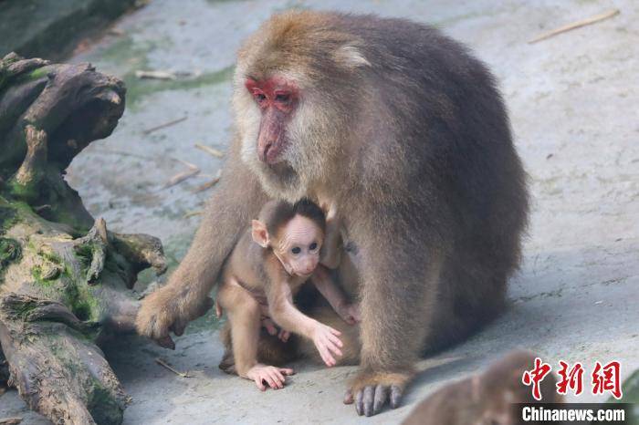 (photo by wang cheng jie)the picture shows an argali mother