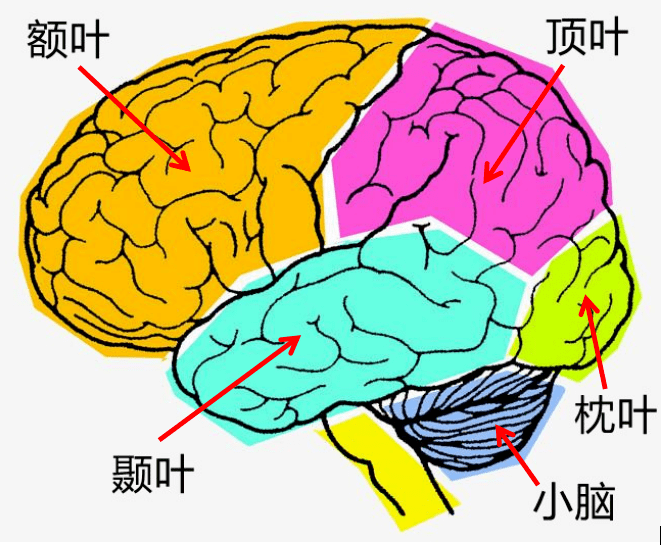 比如橙色的部分是额叶,具有大脑发展中最高级的整合功能;紫色和青色