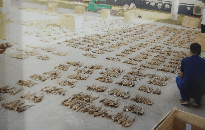 北京一药企非法收售穿山甲甲片羚羊角7人获刑